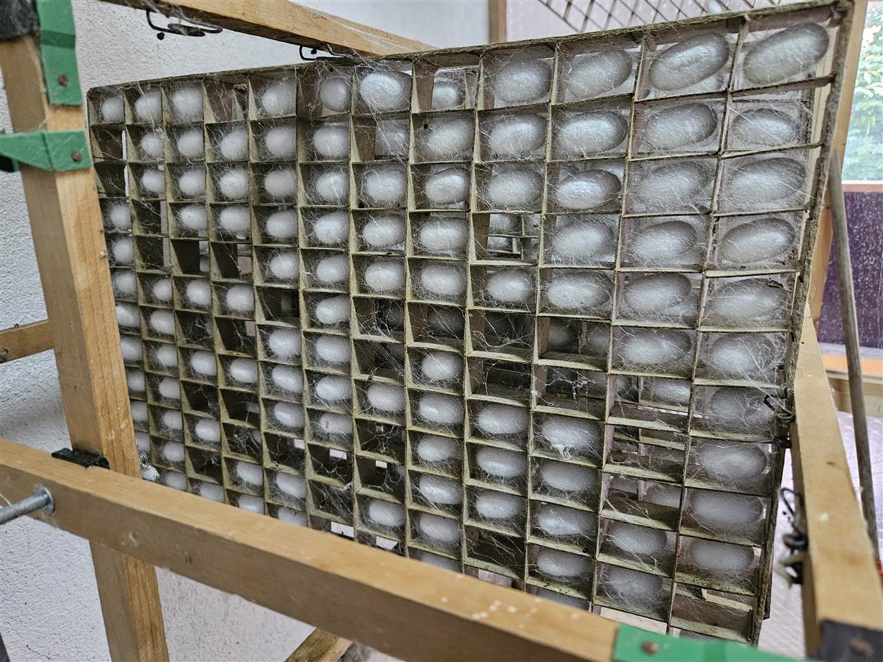 Kokons im Verpuppungsrahmen