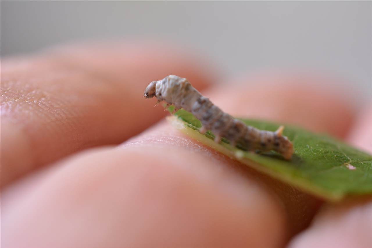 Junge Seidenraupe auf einem Blatt