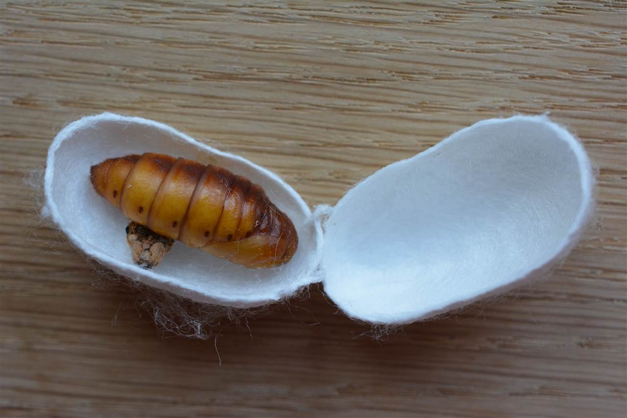 Larve in geöffneten Kokon (Zwischenstadion von Raupe zu Falter)