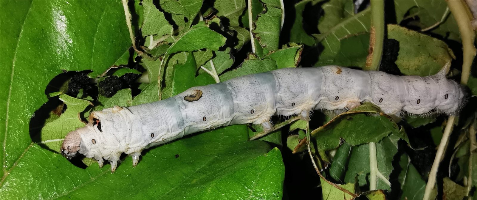 Weisse Seidenraupe auf grünen Maulbeerblättern
